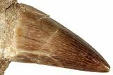 Mosasaur (Eremiasaurus?) Tooth In Jaw Section #270572-1